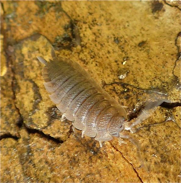 Photo of Porcellio scaber by Rosemary Taylor